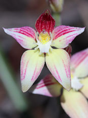 Caladenia sp. Caladenia sp.