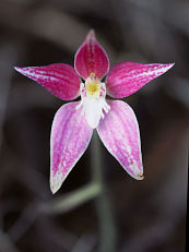 Pink Primrose Orchid (Caladenia rosea) Pink Primrose Orchid (Caladenia rosea)