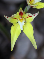 Cowslip Orchid (Caladenia flava) Cowslip Orchid (Caladenia flava)