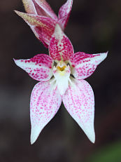 Caladenia sp. Caladenia sp.