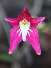 Pink Primrose Orchid (Caladenia rosea) Pink Primrose Orchid (Caladenia rosea)