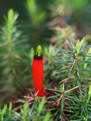 Candle Cranberry (Styphelia foliosa) Candle Cranberry (Styphelia foliosa)