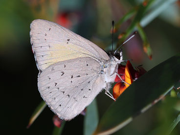 Copper Dusky Blue (Candalides cyprotus) Copper Dusky Blue (Candalides cyprotus)