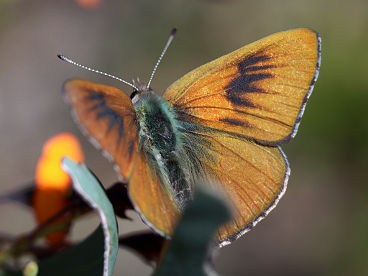 Copper Dusky Blue (Candalides cyprotus) Copper Dusky Blue (Candalides cyprotus)