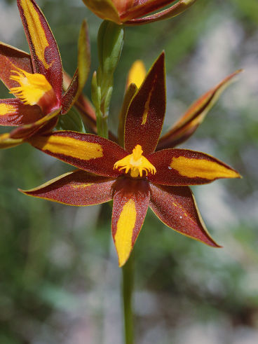 Crystal Brook Star Orchid (Thelymitra magnifica) Crystal Brook Star Orchid (Thelymitra magnifica)