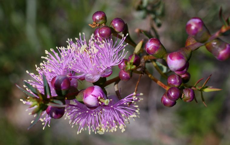 Honey Myrtle (Melaleuca sp.)