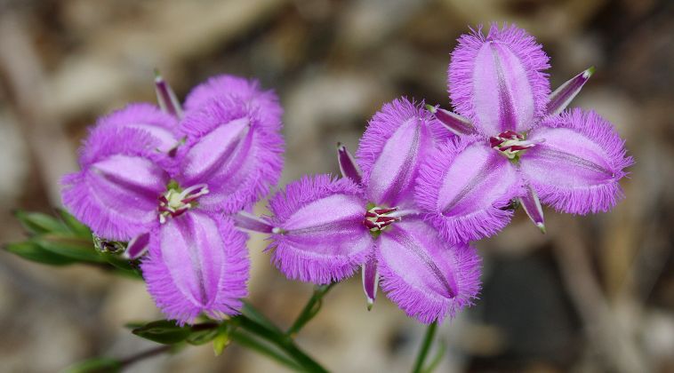 Fringe Lily (Thysanotus sp.)