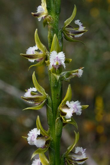 Fringed Leek Orchid (Prasophyllum fimbria)