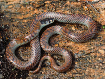 Gould’s Hooded Snake (Parasuta gouldii) Gould’s Hooded Snake (Parasuta gouldii)