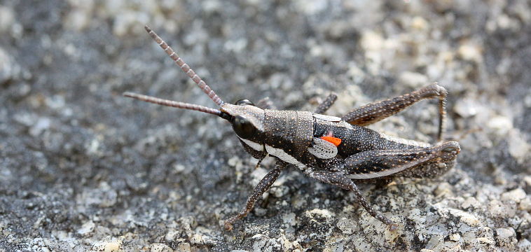 Unidentified grasshopper Unidentified grasshopper