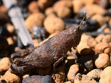 Unidentified grasshopper Unidentified grasshopper