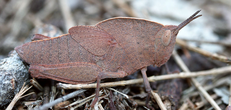 Unidentified grasshopper Unidentified grasshopper