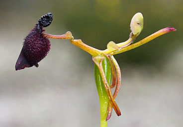 King-in-his-carriage (Drakaea glyptodon) King-in-his-carriage (Drakaea glyptodon)