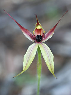 Leaping Spider Orchid (Caladenia macrostylis) Leaping Spider Orchid (Caladenia macrostylis)