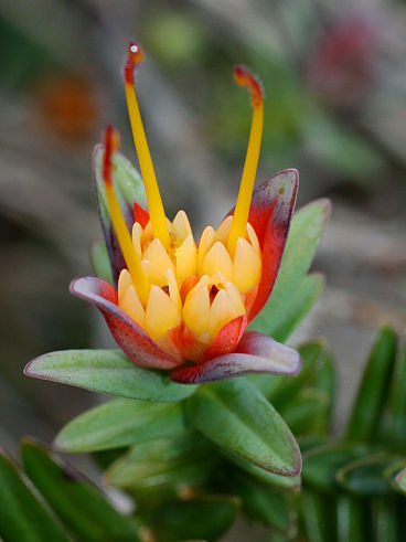 Lemon-scented Myrtle (Darwinia citriodora) Lemon-scented Myrtle (Darwinia citriodora)