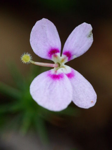 Matted Triggerplant (Stylidium repens) Matted Triggerplant (Stylidium repens)