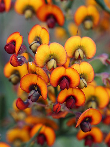 Prickly Bitter Pea (Daviesia horrida) Prickly Bitter Pea (Daviesia horrida)
