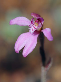 Pink Fan Orchid (Caladenia nana) Pink Fan Orchid (Caladenia nana)