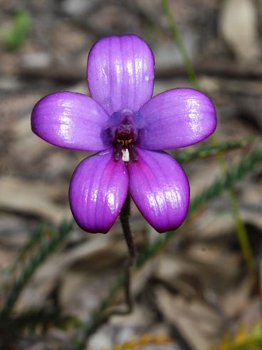 Purple Enamel Orchid (Elythranthera brunonis)