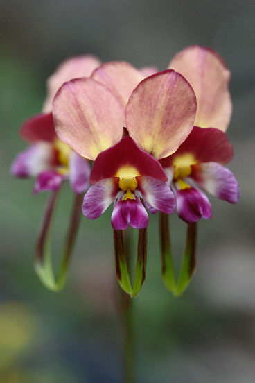 Purple Pansy Orchid (Diuris longifolia) Purple Pansy Orchid (Diuris longifolia)