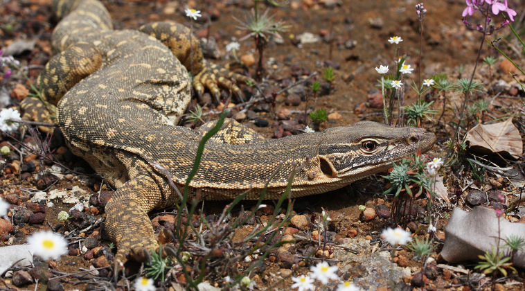 Sand Monitor (Varanus gouldii) Sand Monitor (Varanus gouldii)