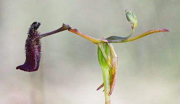 Slender Hammer Orchid (Drakaea gracilis)