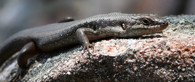 Southwestern Crevice Skink (Egernia napoleonis) Southwestern Crevice Skink (Egernia napoleonis)