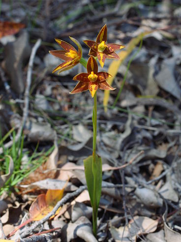 Star Orchid (Thelymitra stellata) Star Orchid (Thelymitra stellata)