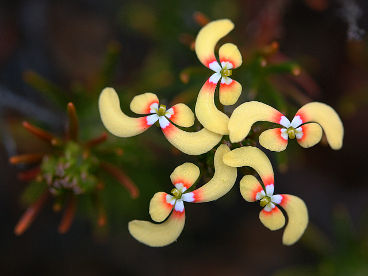 Stylidium eriopodum Stylidium eriopodum