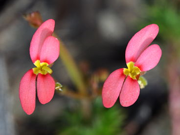 Stylidium recurvum Stylidium recurvum
