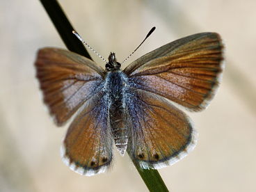 Two-spotted Line Blue (Nacaduba biocellata) Two-spotted Line Blue (Nacaduba biocellata)