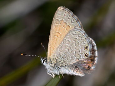 Two-spotted Line Blue (Nacaduba biocellata) Two-spotted Line Blue (Nacaduba biocellata)