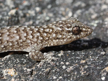 Variegated Dtella (Gehyra variegata) Variegated Dtella (Gehyra variegata)