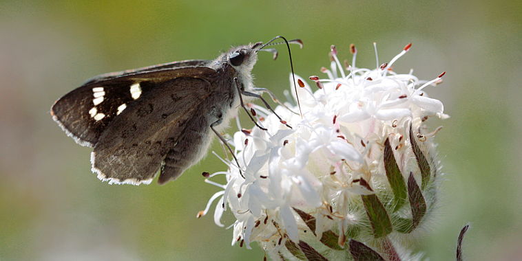 Western Sand Skipper (Antipodia dactyliota) Western Sand Skipper (Antipodia dactyliota)