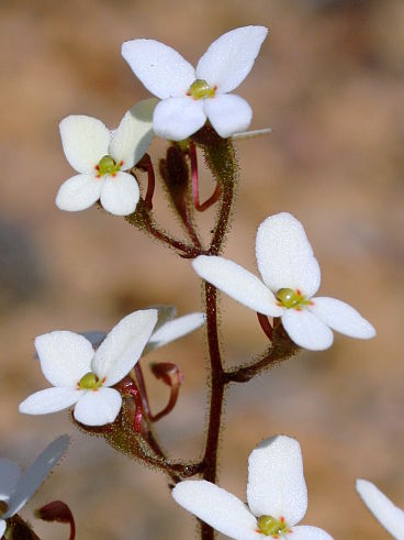 White Butterfly Triggerplant (Stylidium hispidum) White Butterfly Triggerplant (Stylidium hispidum)