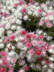 Variegated Featherflower (Verticordia huegelii) Variegated Featherflower (Verticordia huegelii)