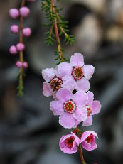 Camphor Myrtle (Babingtonia camphorosmae) Camphor Myrtle (Babingtonia camphorosmae)
