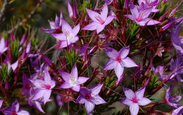 Starflower (Calytrix glutinosa) Starflower (Calytrix glutinosa)