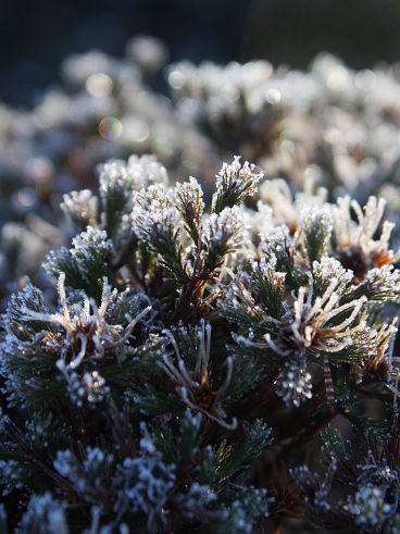 Winter frost Winter frost