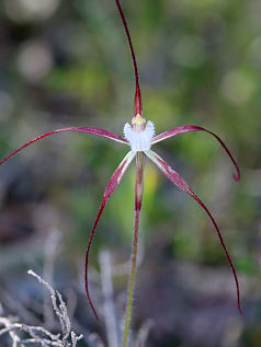 Yellow Spider Orchid (Caladenia denticulata) Yellow Spider Orchid (Caladenia denticulata)