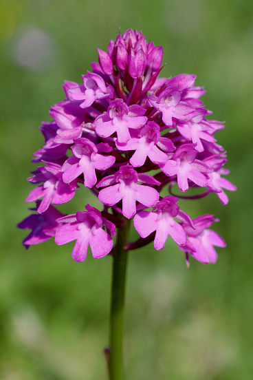 Pyramidal Orchid (Anacamptis pyramidalis)