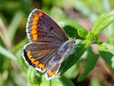 Brown Argus (Aricia agestis)