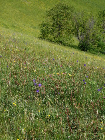 Badberg Nature Reserve