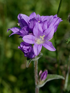 Clustered Bellflower (Campanula glomerata) Clustered Bellflower (Campanula glomerata)