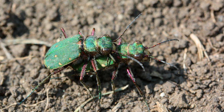 Green Tiger Beetle (Cicindela campestris) Green Tiger Beetle (Cicindela campestris)
