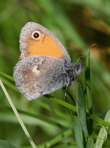 Small Heath (Coenonympha pamphilus) Small Heath (Coenonympha pamphilus)
