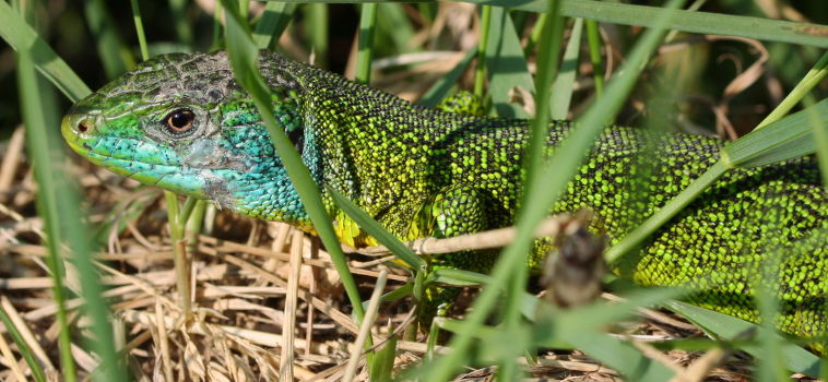 Eastern Green Lizard (Lacerta viridis) Eastern Green Lizard (Lacerta viridis)