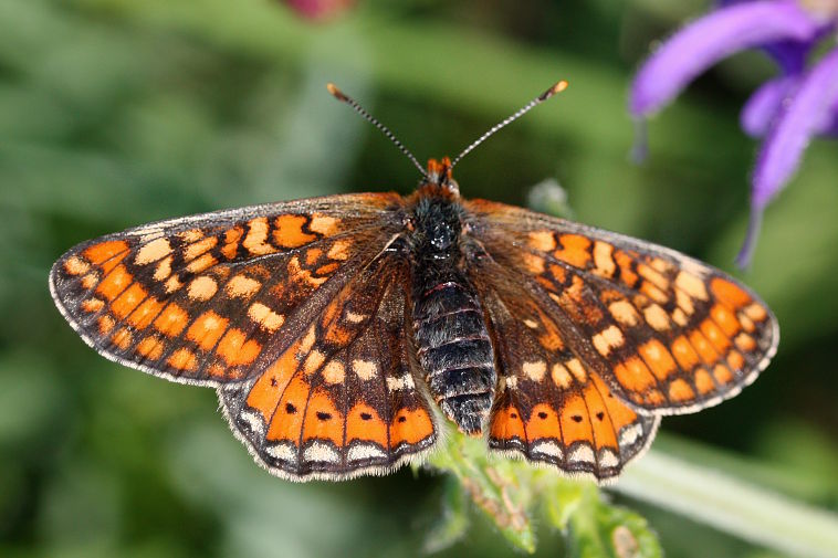 Marsh Fritillary (Euphydryas aurinia) Marsh Fritillary (Euphydryas aurinia)