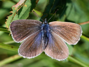 Green-underside Blue (Glaucopsyche alexis) Green-underside Blue (Glaucopsyche alexis)