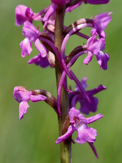 Fragrant Orchid (Gymnadenia conopsea) Fragrant Orchid (Gymnadenia conopsea)